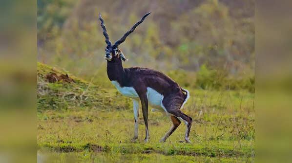 9 wildlife species that set Rajasthan apart from the rest